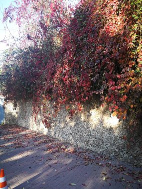 Ağaçları ve kültürel olarak büyümüş çiçekleri olan tarım endüstrisi bahçesi. Fotoğrafta insan olmayan doğa.