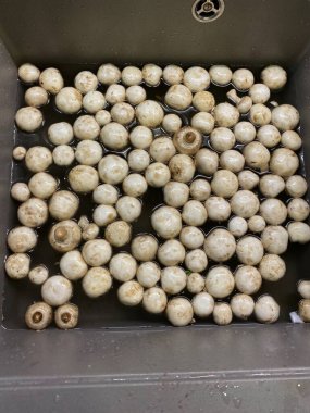 Pişirmeden ve kaynatmadan önce evde bulunan beyaz çiğ mantarlar.