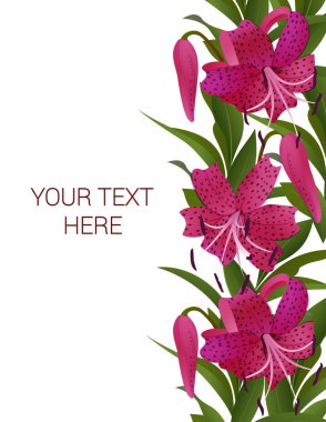 Kartpostal (davet) mor lilyum ve yeşil yaprakları ile