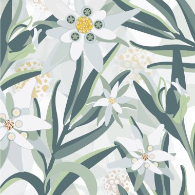 Pattern with flowers edelweiss clipart