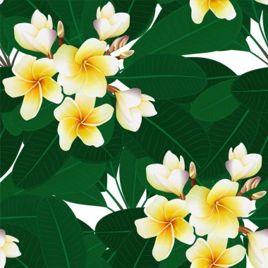 Plumeria çiçekleri beyaz arka planda kusursuz tropikal desen. Tak vektör çizimi.