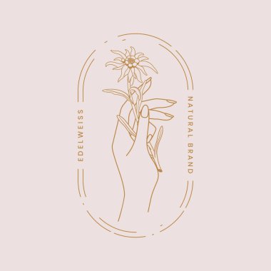 Edelweiss. Dağ çiçeği. Aşkın sembolü. Edelweist çiçeğiyle el ele tutuşmak. Doğal bir markanın logosu. Stok vektör illüstrasyonu.