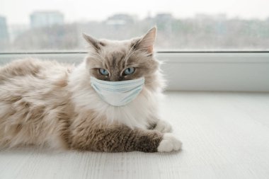  Küçük tıbbi maskeli tüylü bir Neva maskeli kedisi pencerenin yanındaki beyaz katta yatıyor.