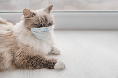  Küçük tıbbi maskeli tüylü bir Neva maskeli kedisi pencerenin yanındaki beyaz katta yatıyor.
