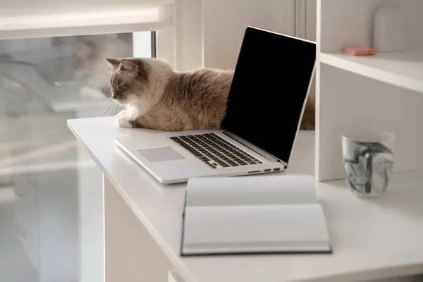 Cat sitting on the desktop next to a laptop and Notepad, white home office, light workplace