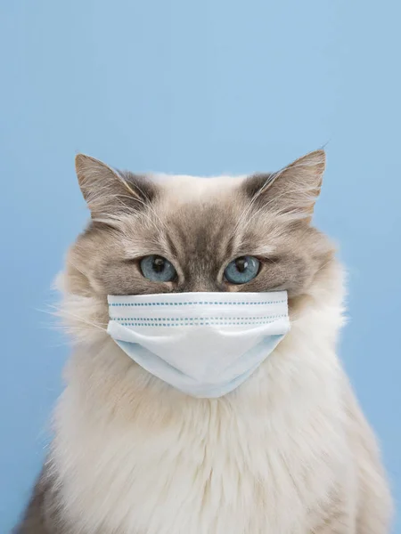 Mavi arka planda küçük bir tıbbi maske takmış tüylü mavi gözlü Neva maskeli kedi.