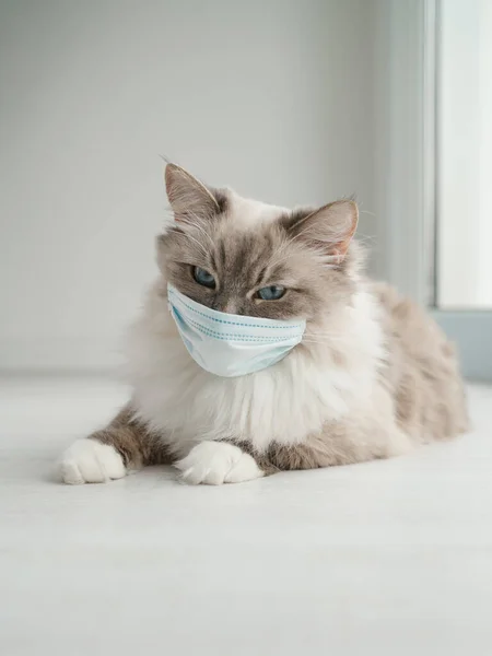 Küçük tıbbi maskeli tüylü bir Neva maskeli kedisi pencerenin yanındaki beyaz katta yatıyor.