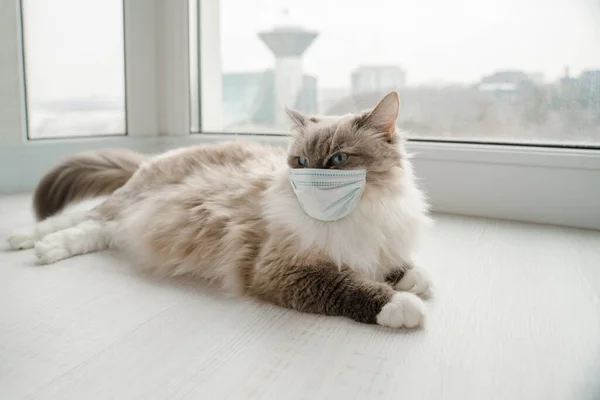  Küçük tıbbi maskeli tüylü bir Neva maskeli kedisi pencerenin yanındaki beyaz katta yatıyor.