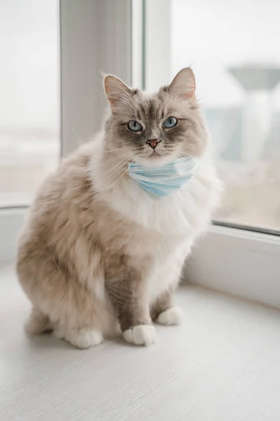  Küçük tıbbi maskeli tüylü bir Neva maskeli kedisi pencerenin yanındaki beyaz katta yatıyor.