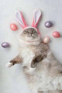 Tavşan kulaklı kedi beyaz arka planda renkli Paskalya yumurtalarıyla çevrili.