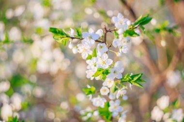 Ağaç dalında açan beyaz çiçekler.