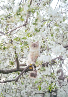 Kedi çiçek açan bir elma ağacının dalında oturuyor.