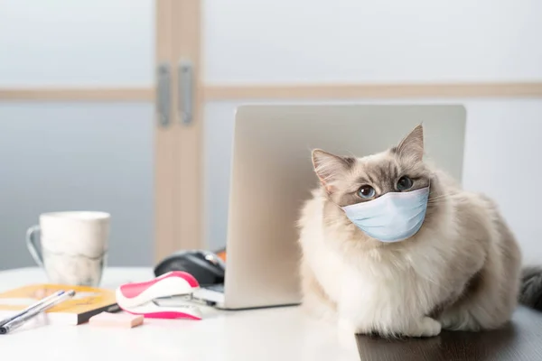 Cat in a medical mask sits next to a laptop