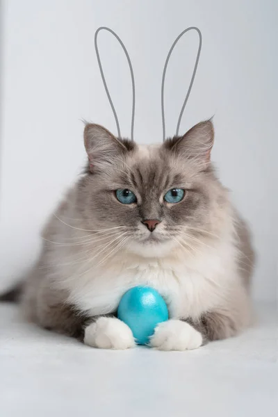 Gato Ojos Azules Sostiene Huevo Pascua Azul —  Fotos de Stock