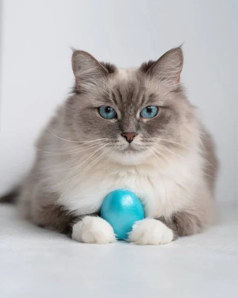 青い目の猫は青いイースターエッグを持っています — ストック写真