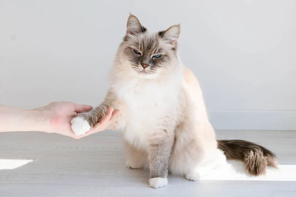 Trained fluffy cat gives paw