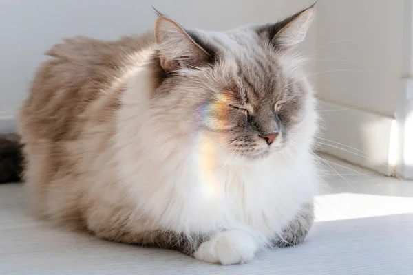 Fluffy cat lies squinting with a rainbow on her face