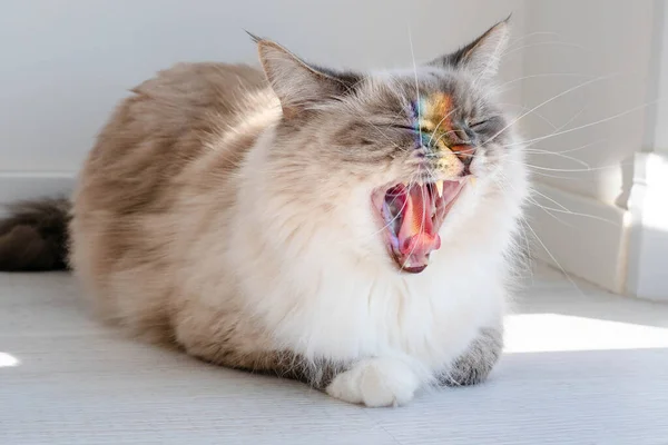 Açık renkli tüylü kedi, yüzünde gökkuşağı olan esner.