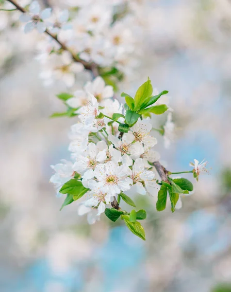 White Flowers Branch Blooming Spring Trees — Stock Photo, Image