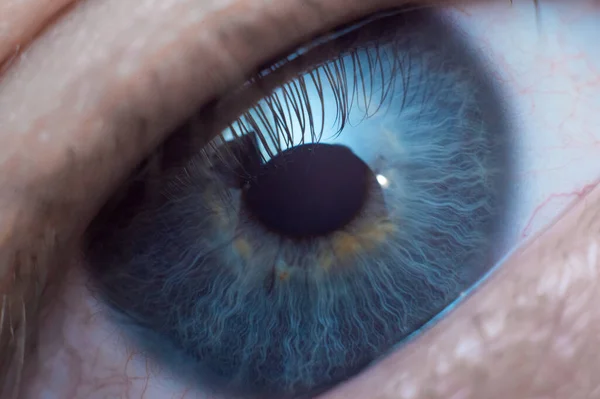 Sarı lekeli makro mavi göz.