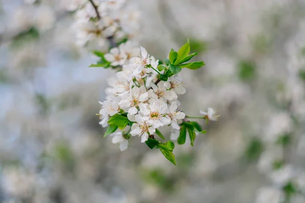 Ağaç dalında açan beyaz çiçekler.