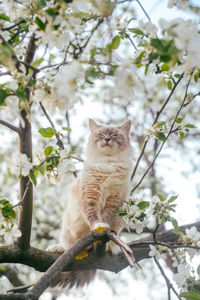这只猫正坐在一棵开花的苹果树的枝头上 — 图库照片