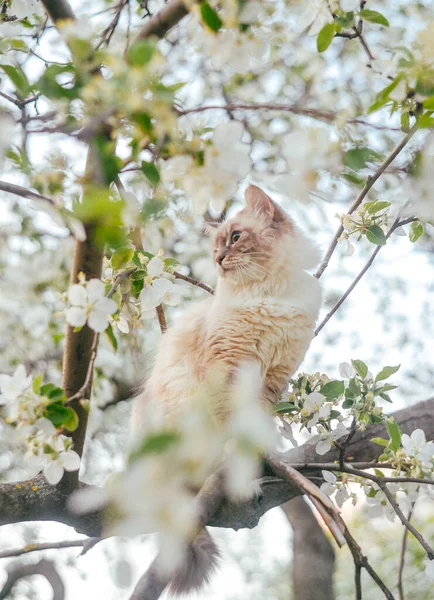Kedi çiçek açan bir elma ağacının dalında oturuyor.