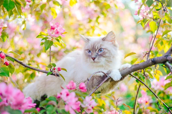Gato Está Sentado Ramo Uma Árvore Maçã Florescente — Fotografia de Stock