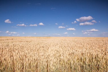 Olgun buğday alanı