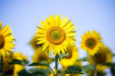 Ayçiçeği gökyüzü arka plan üzerinde