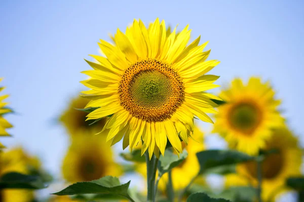 Ayçiçeği gökyüzü arka plan üzerinde