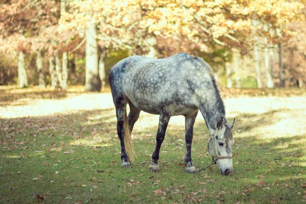 Häst betar i hagen — Stockfoto