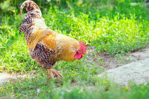 Pollo pastando en la hierba —  Fotos de Stock