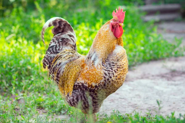 chicken grazing on grass