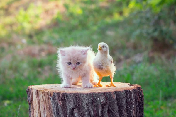 Live chicken with kitten — Stock Photo, Image