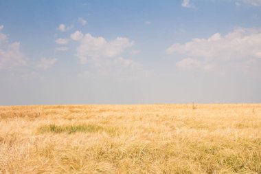 Buğday alanı yaz günü tarafından