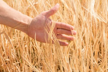 Farmer'ın el ve yaz aylarında büyüyen olgun buğday kulaklar
