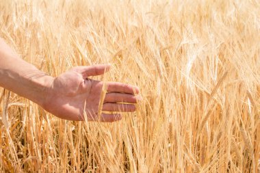 Farmer'ın el ve yaz aylarında büyüyen olgun buğday kulaklar