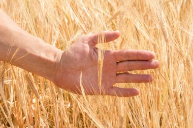 Farmer'ın el ve yaz aylarında büyüyen olgun buğday kulaklar
