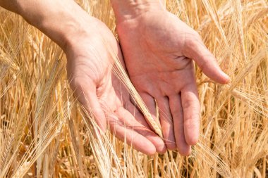 Farmer'ın el ve yaz aylarında büyüyen olgun buğday kulaklar