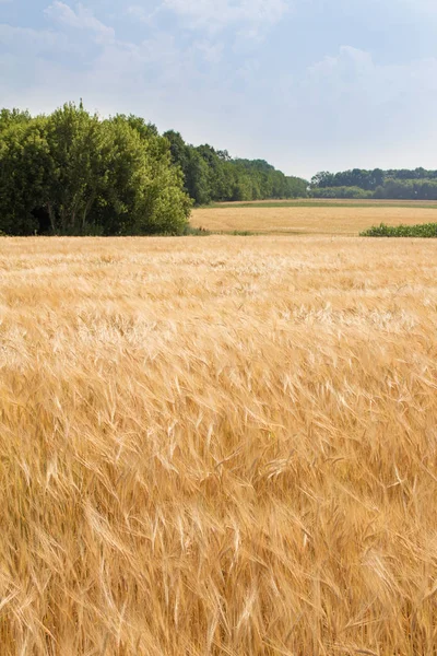 Buğday alanı yaz günü tarafından