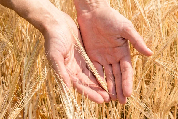 The farmer's hand and the ears of ripe wheat growing in the summer — Stock Photo, Image