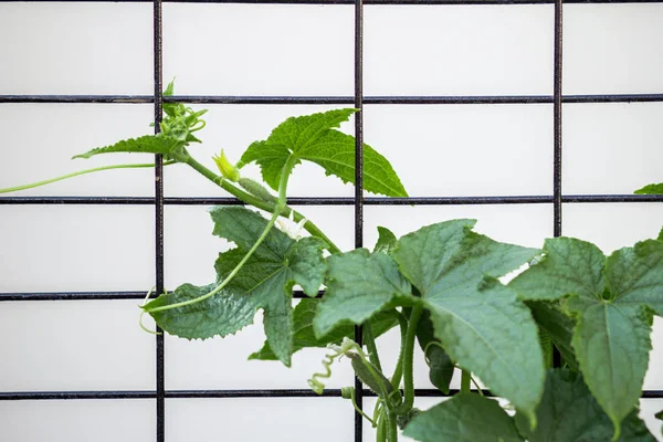 Bahçede salatalık yetişiyor.