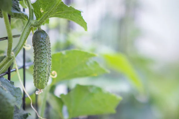 Bahçede salatalık yetişiyor.