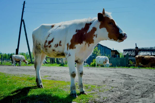  Sibirya'da inek. İnek Köyü ziyaret. Sibirya, Rusya, Mosty köyü. Dana, Düve, boğa.