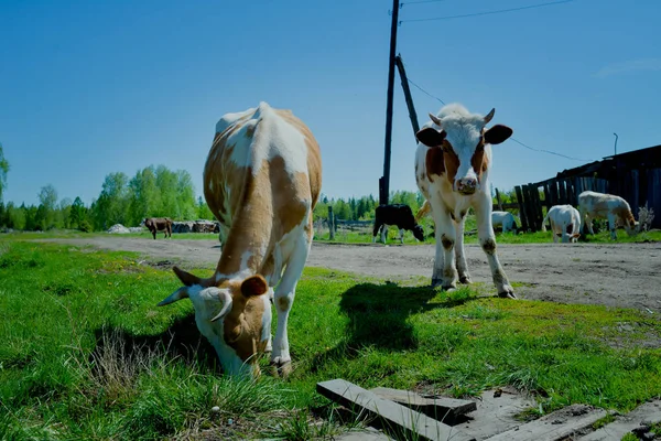 Sibirya'da inek. İnek Köyü ziyaret. Sibirya, Rusya, Mosty köyü. Dana, Düve, boğa.