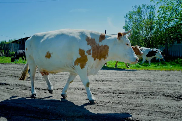 Cow in Siberia. Visit Cow in the village. Siberia, Russia, the village of Mosty. Cow, heifer, bull.