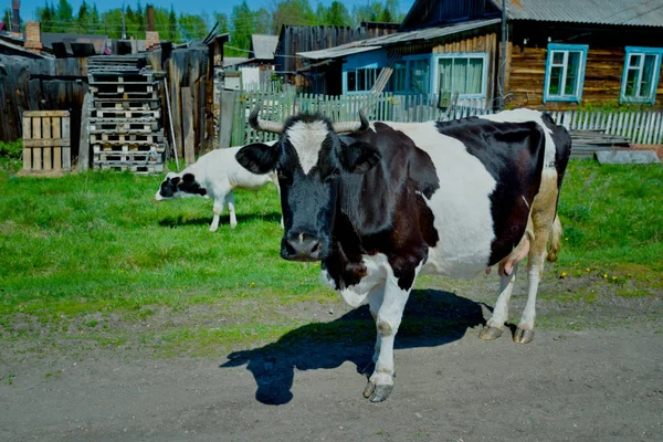 Sibirya'da inek. İnek Köyü ziyaret. Sibirya, Rusya, Mosty köyü. Dana, Düve, boğa.