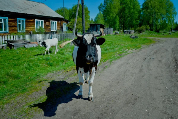 Sibirya'da inek. İnek Köyü ziyaret. Sibirya, Rusya, Mosty köyü. Dana, Düve, boğa.