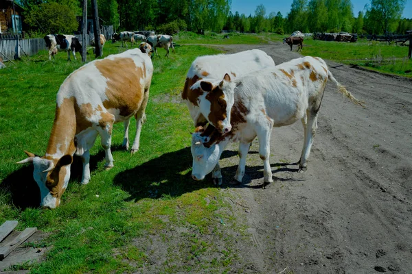 Cow in Siberia. Visit Cow in the village. Siberia, Russia, the village of Mosty. Cow, heifer, bull.